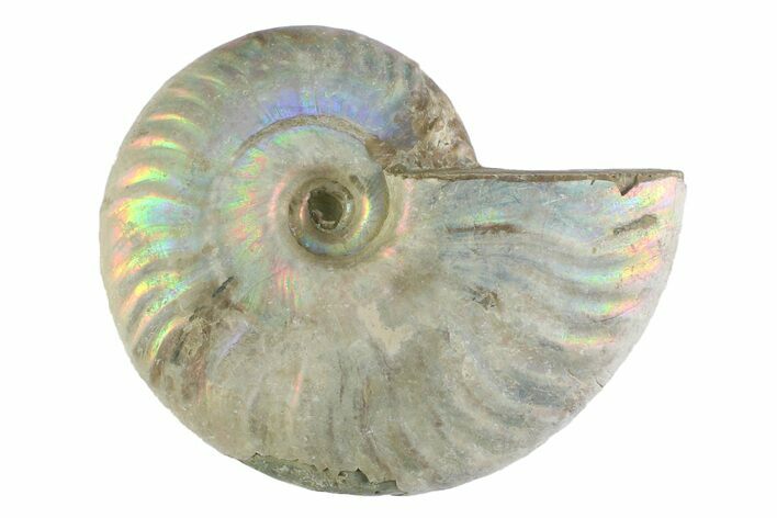 Silver Iridescent Ammonite (Cleoniceras) Fossil - Madagascar #346737
